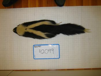 Media type: image;   Mammalogy 42099